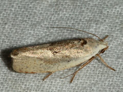 Tymbophora peltastis