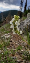 Pedicularis contorta