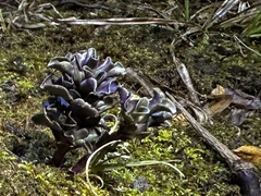 Obolaria virginica
