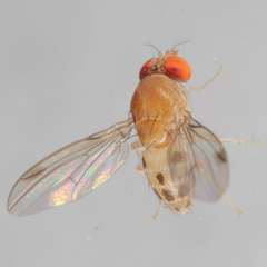 Leucophenga varia