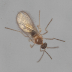 Cecidomyiidae