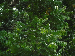 Dysoxylum parasiticum