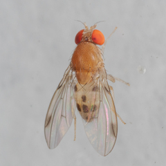 Leucophenga varia