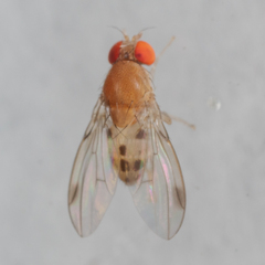 Leucophenga varia