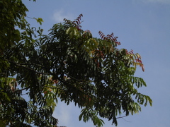 Pometia pinnata