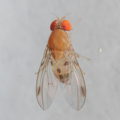 Leucophenga varia