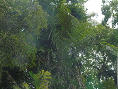 Arenga obtusifolia
