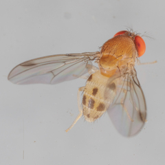 Leucophenga varia