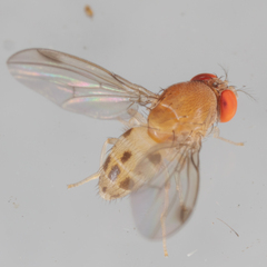 Leucophenga varia