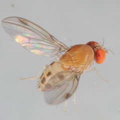 Leucophenga varia