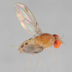 Leucophenga varia