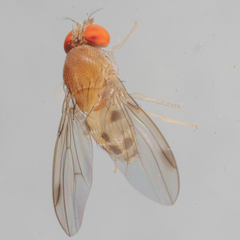 Leucophenga varia