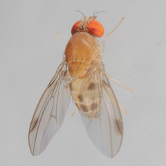 Leucophenga varia