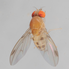 Leucophenga varia