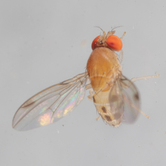 Leucophenga varia