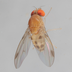 Leucophenga varia