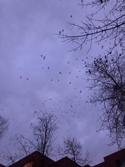 Corvus brachyrhynchos