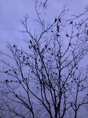 Corvus brachyrhynchos