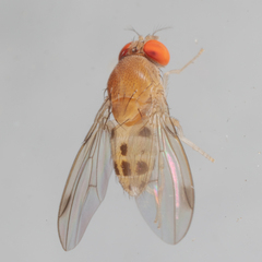 Leucophenga varia