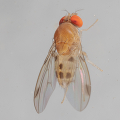 Leucophenga varia