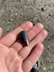 Mytilus californianus