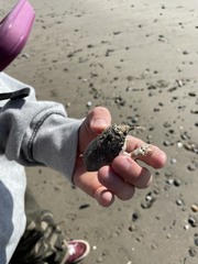 Blepharipoda occidentalis