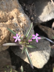 Collomia tinctoria