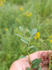Salix myrtilloides