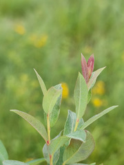 Salix myrtilloides