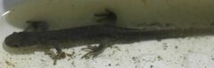 Ambystoma jeffersonianum