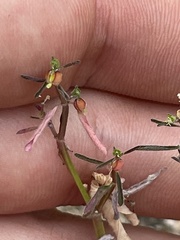 Euphorbia lagunensis