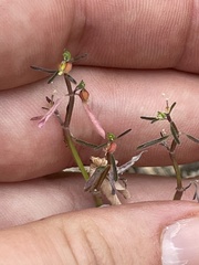 Euphorbia lagunensis