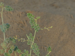 Tephrosia uniflora