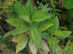 Leucosyke capitellata