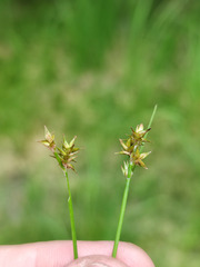 Carex echinata