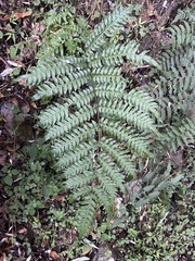 Pteris terminalis fauriei