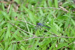 Potamarcha congener