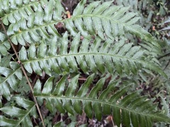 Pteris terminalis fauriei