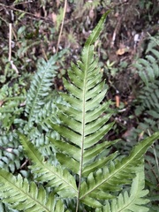 Pteris terminalis fauriei