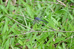 Potamarcha congener
