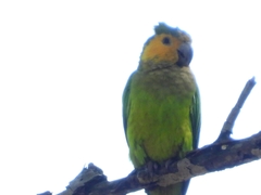 Eupsittula pertinax pertinax