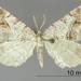 Deceptive Angle - Photo (c) Smithsonian Institution, National Museum of Natural History, Department of Entomology, some rights reserved (CC BY-NC-SA)