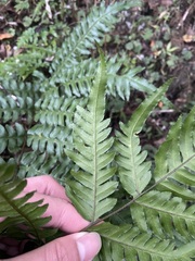 Pteris terminalis fauriei