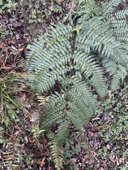 Pteris terminalis fauriei