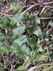 Cyrtomium caryotideum