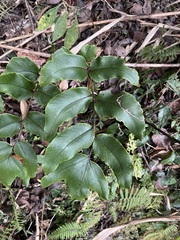 Cyrtomium caryotideum