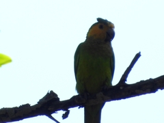 Eupsittula pertinax pertinax