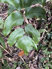 Cyrtomium caryotideum