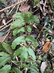 Cyrtomium caryotideum