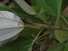 Leucosyke capitellata